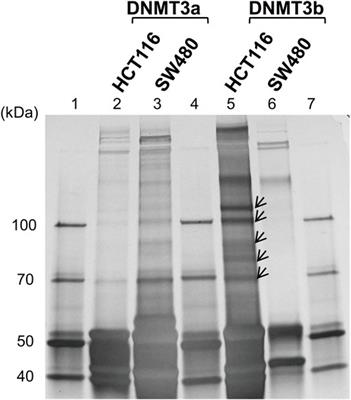 Gut microbiota-dependent adaptor molecule recruits DNA methyltransferase to the TLR4 gene in colonic epithelial cells to suppress inflammatory reactions